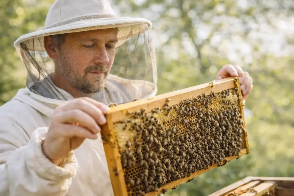 A beekeeper ethically inspecting a hive, considering what is royal jelly for bees used for in sustainable apiculture.